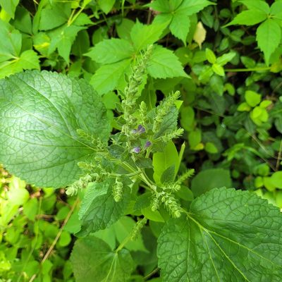 Scutellaria ovata, photographed by Ava
