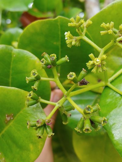Guapira fragrans, photographed by Kurt Miller