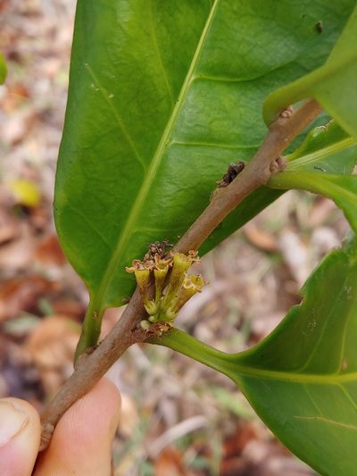 Cestrum macrophyllum, photographed by Kurt Miller