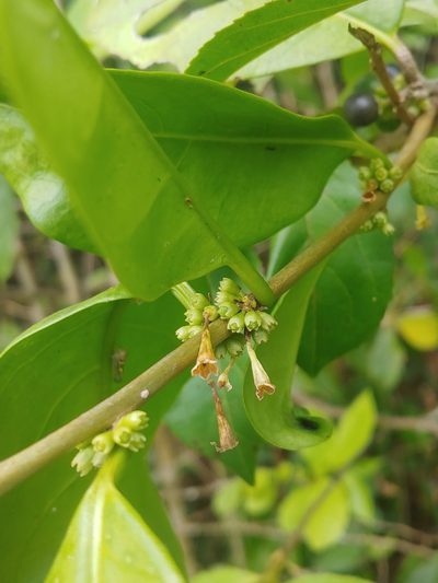Cestrum macrophyllum, photographed by Kurt Miller