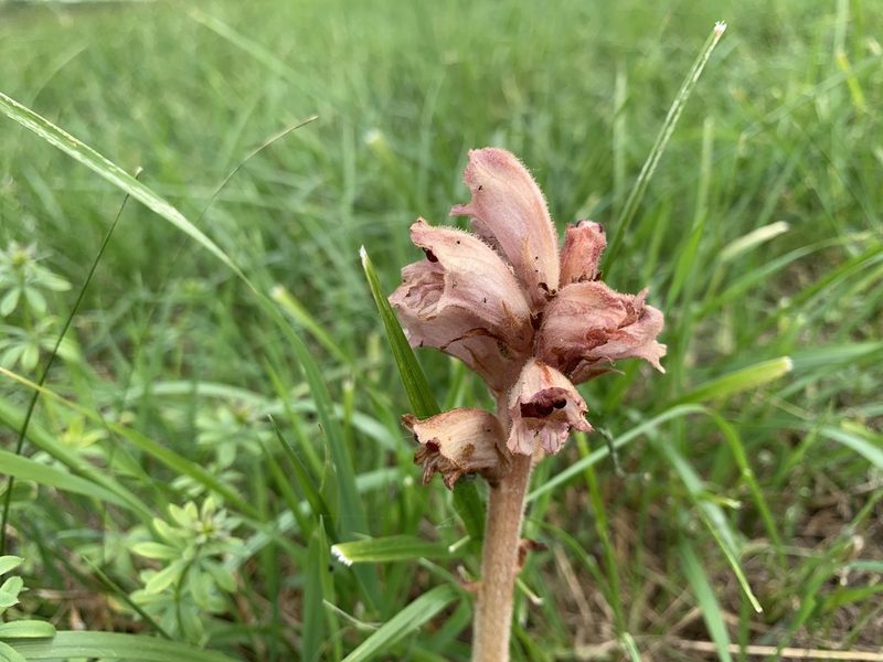 Orobanche caryophyllacea, photographed by Katrin Simon