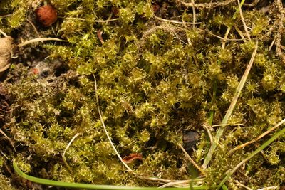 Rhytidiadelphus squarrosus, photographed by Stephen James McWilliam