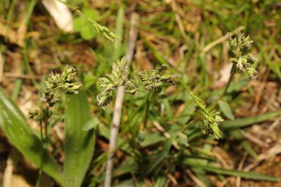 Poa annua, photographed by Stephen James McWilliam