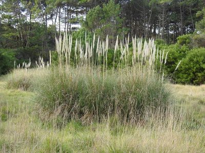 Cortaderia selloana, photographed by María Regina Silva