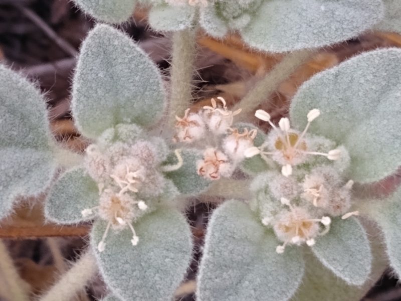 Croton setiger, photographed by Tom Gulya