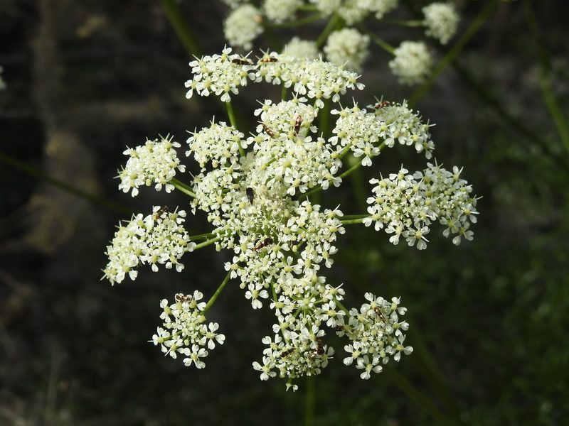 Laserpitium gallicum, photographed by Yves Bas