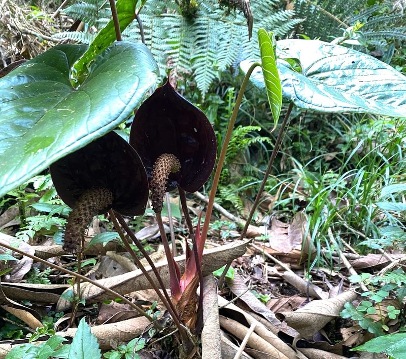 Anthurium caramantae, photographed by desertnaturalist