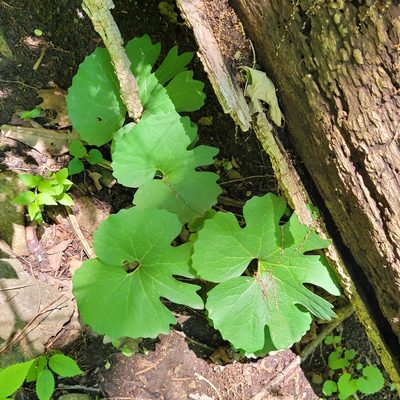 Sanguinaria canadensis, photographed by Ava