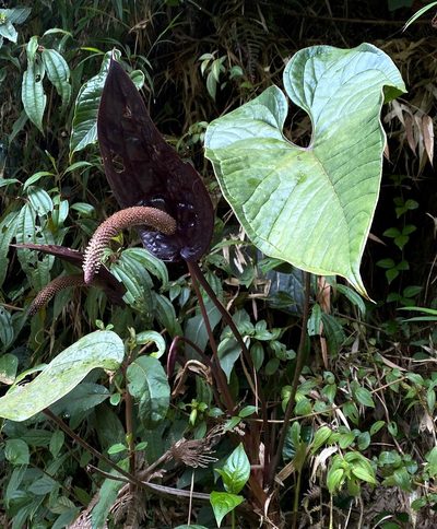 Anthurium caramantae, photographed by desertnaturalist