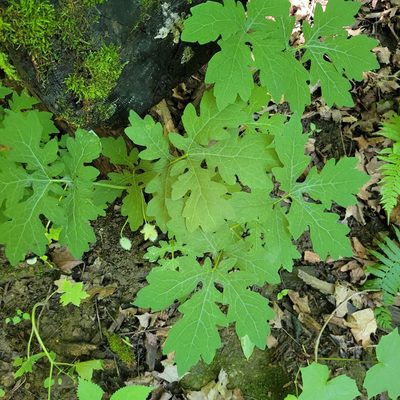 Stylophorum diphyllum, photographed by Ava