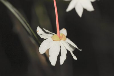 Drimys roraimensis, photographed by Morten Ross