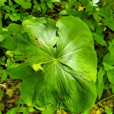 Trillium flexipes