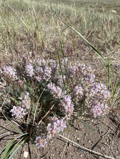 Astragalus andersonii, photographed by Matt Berger