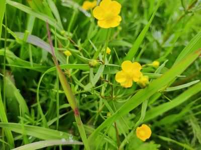 Ranunculus auricomus, photographed by Ульяна Лалак