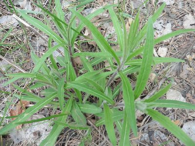 Hieracium umbellatum, photographed by Силаева Татьяна Борисовна