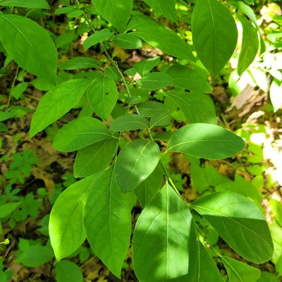 Lindera benzoin, photographed by Ava
