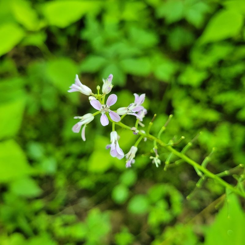 Iodanthus pinnatifidus, photographed by Ava