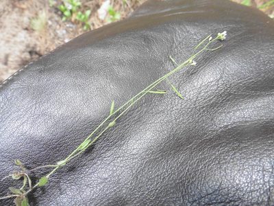 Arabidopsis thaliana, photographed by Силаева Татьяна Борисовна