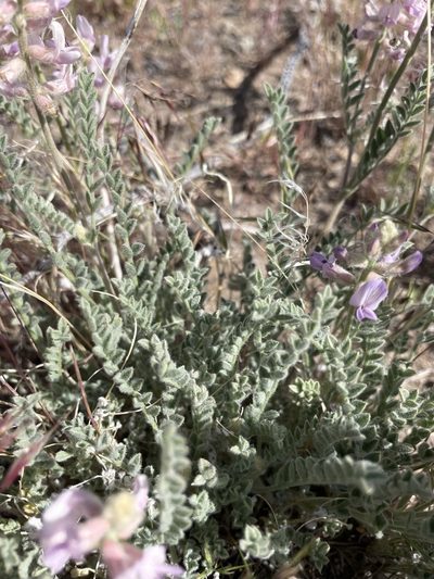 Astragalus andersonii, photographed by Matt Berger