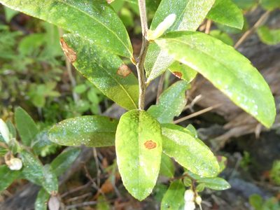 Chamaedaphne calyculata, photographed by Bruce Cook