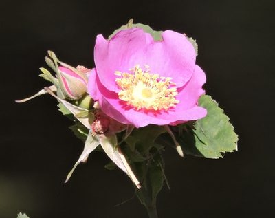 Rosa californica, photographed by Alex