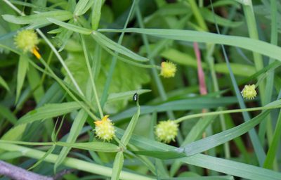 Ranunculus cassubicus, photographed by Anastasia_Surkova