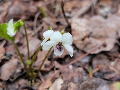 Viola renifolia, photographed by Lauren Markewicz