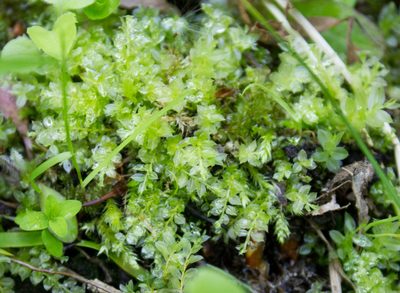 Plagiomnium cuspidatum, photographed by Anastasia_Surkova