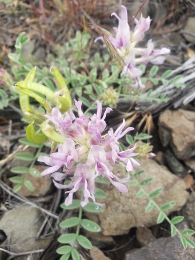 Astragalus succumbens, photographed by Jon Eilers