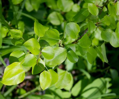Pyrus communis, photographed by Anastasia_Surkova