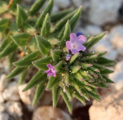 Verbena bracteata, photographed by Catherine C. Galley