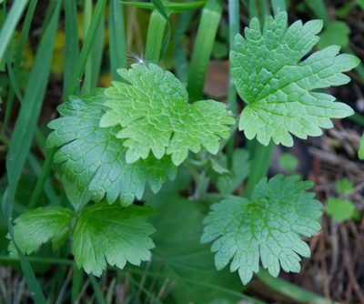 Leonurus quinquelobatus, photographed by Anastasia_Surkova