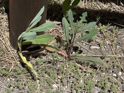 Lactuca serriola, photographed by markhl