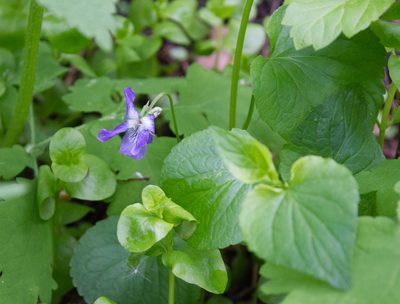 Viola riviniana, photographed by Anastasia_Surkova