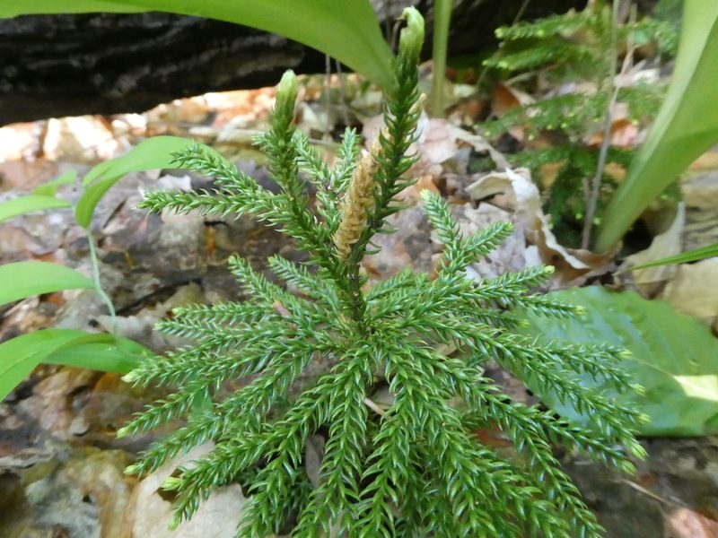 Dendrolycopodium dendroideum, photographed by Bruce Cook