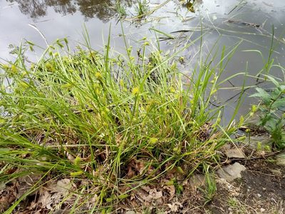 Carex vesicaria, photographed by Vladimír Fuka