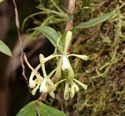 Epidendrum erosum, photographed by desertnaturalist