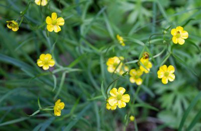 Ranunculus auricomus, photographed by Anastasia_Surkova