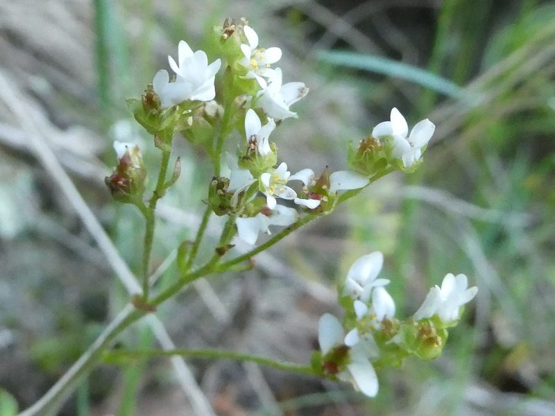 Micranthes virginiensis, photographed by Bruce Cook