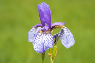 Iris sibirica, photographed by Tobias Schönberg