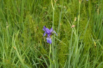 Iris sibirica, photographed by Tobias Schönberg