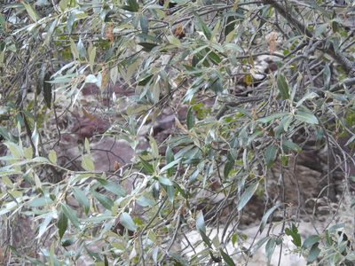 Quercus hypoleucoides, photographed by Rachel Stringham