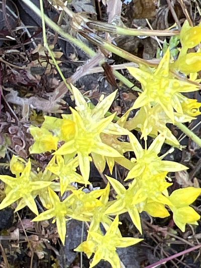Sedum radiatum, photographed by Brook