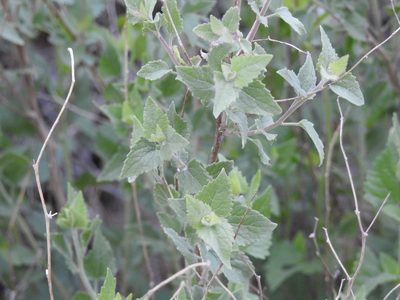 Brickellia californica, photographed by Rachel Stringham