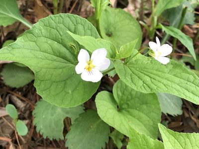Viola canadensis, photographed by Bob