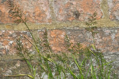 Catapodium rigidum, photographed by Andrew Skotnicki