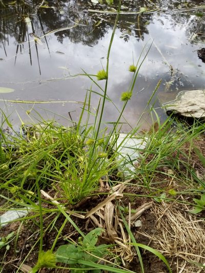 Carex bohemica, photographed by Vladimír Fuka