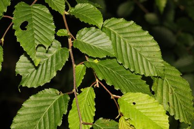 Carpinus betulus, photographed by Stephen James McWilliam