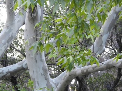 Platanus wrightii, photographed by Rachel Stringham
