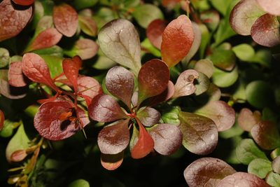 Berberis thunbergii, photographed by Stephen James McWilliam